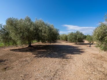 Terreno rústico en venta en Carrer Pagesia