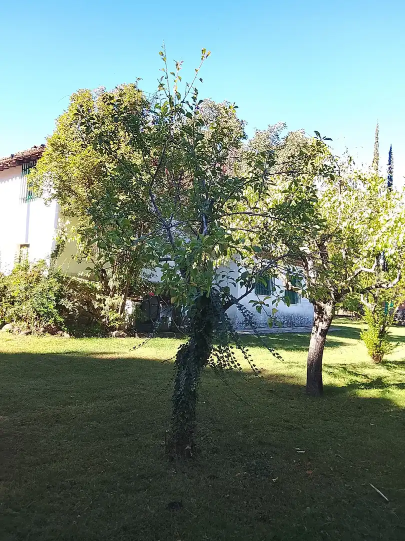 Haus mit Garten zum Verkauf in Madrigal de la Vera, imagen 118