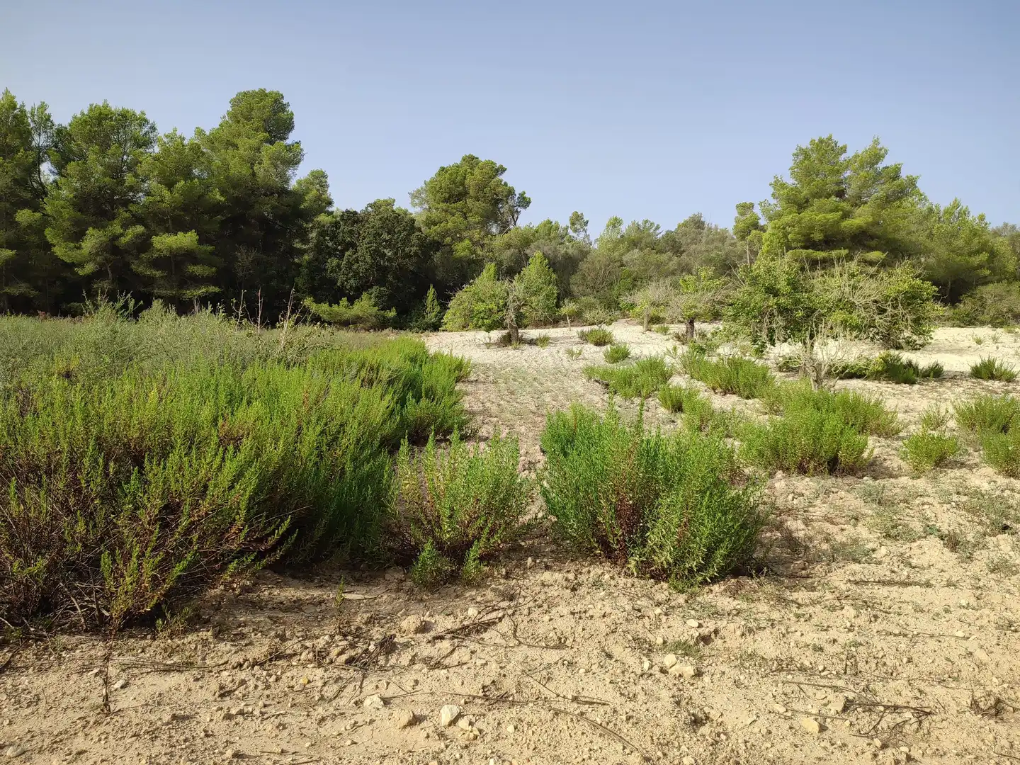 Terreny residencial en venda a Sant Joan, imagen 7