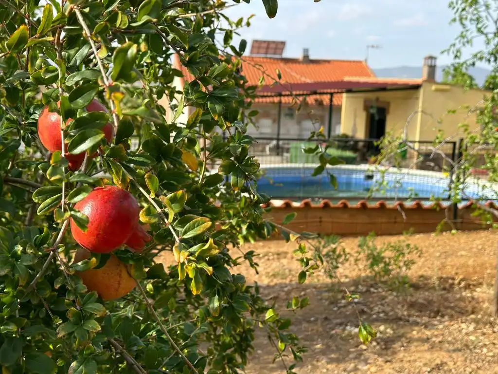 Casa o xalet en venda en Magacela amb Jardí privat, Terrassa i Piscina