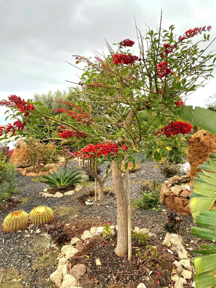 Jardí de Casa o xalet en venda en San Pedro del Pinatar amb Piscina