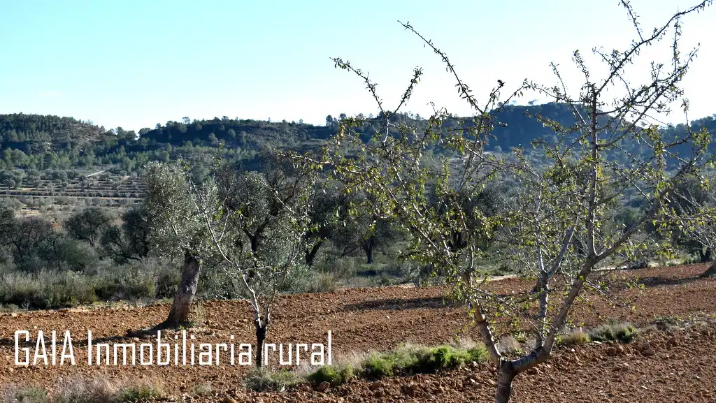 Terreni e lotti in vendita a Maella, imagen 13
