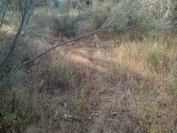 Land for sale in Alcolea del Río