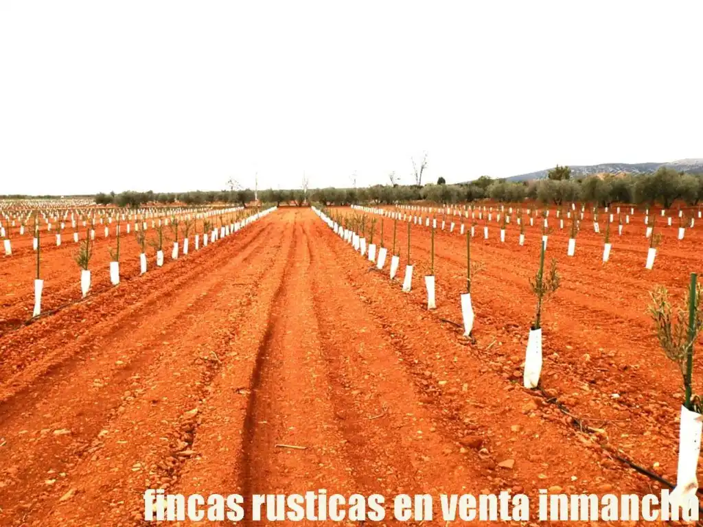 Rural land for sale in Valdepeñas, imagen 6