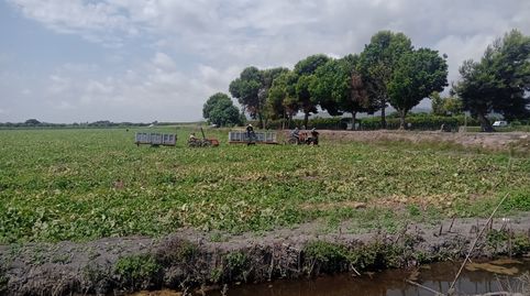 Finca agrícola de regadío en Almenara en producción, imatge 3