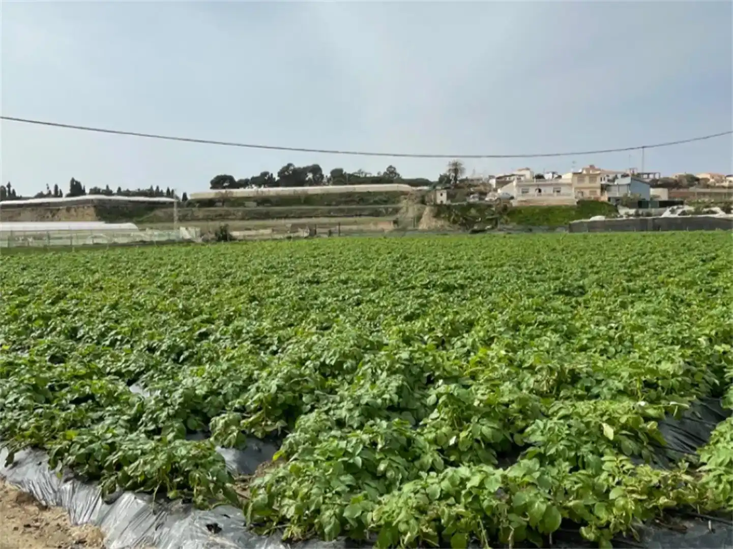 Finca rústica en venda en Algarrobo