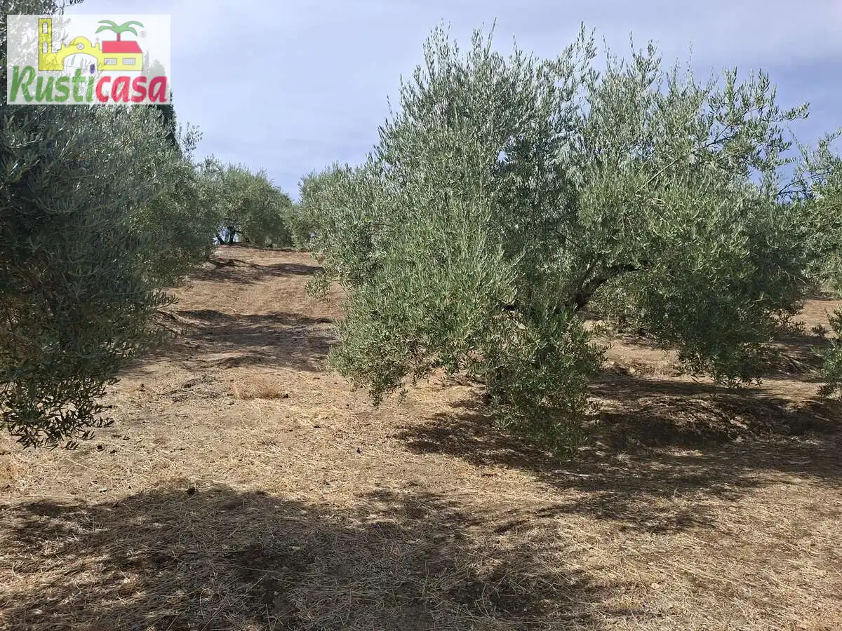 Xalet amb jardí en venda a Bailén, imagen 11