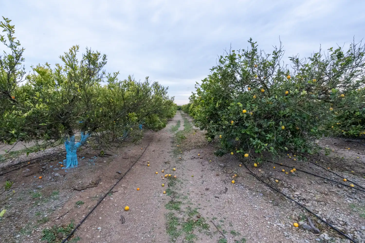 Rural land for sale in Camì Vell de la Galera 75, imagen 8