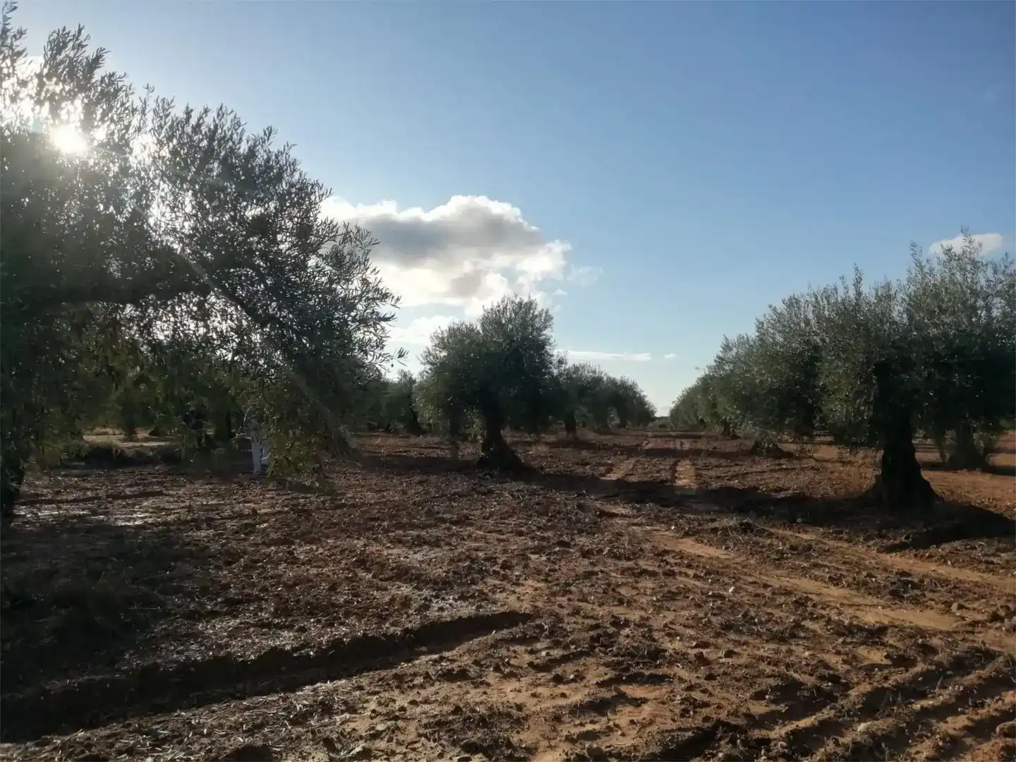 Terreno en venta en Arroyomolinos (Cáceres)