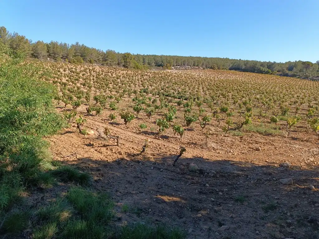 Rustikales Grundstück zum Verkauf in Sant Julià, imagen 17