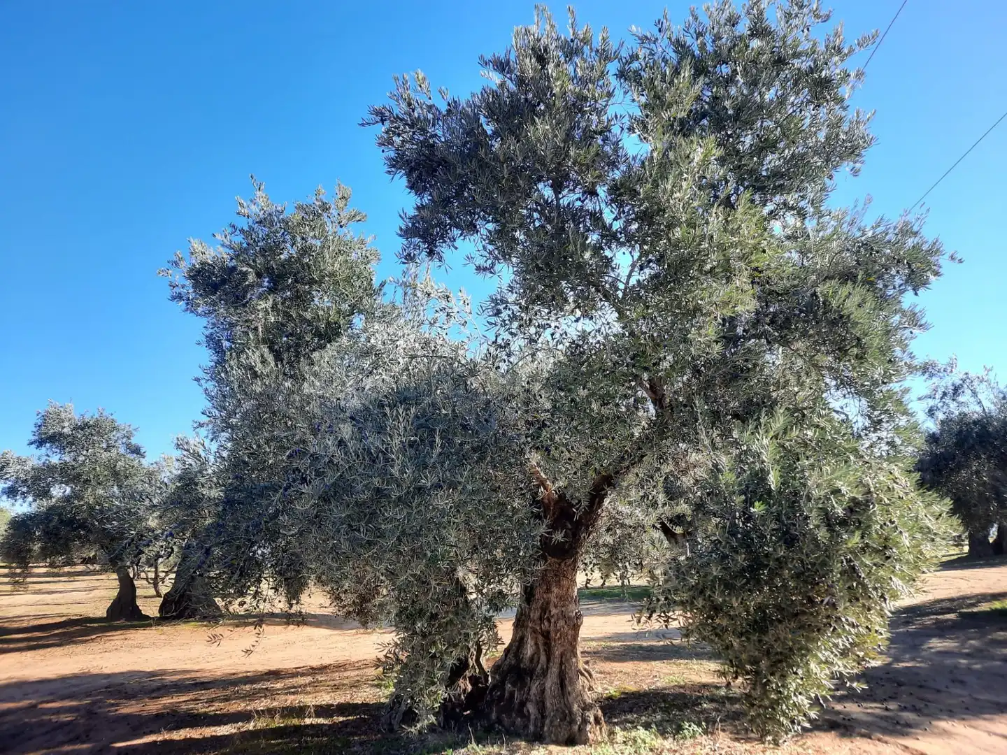 Terreni e lotti in vendita a Bailén, imagen 9