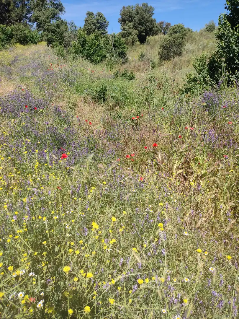 Garden of Land for sale in Navalcarnero
