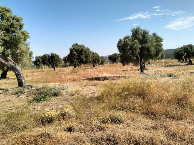 Terreno en Venta en Carrer Major, 15 en La Pobla de Massaluca