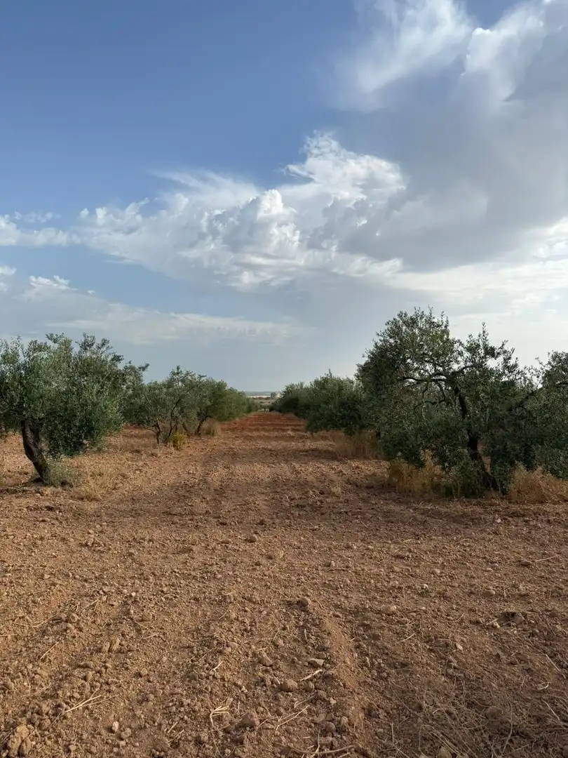 Terreni e lotti in vendita a Carmona, imagen 4