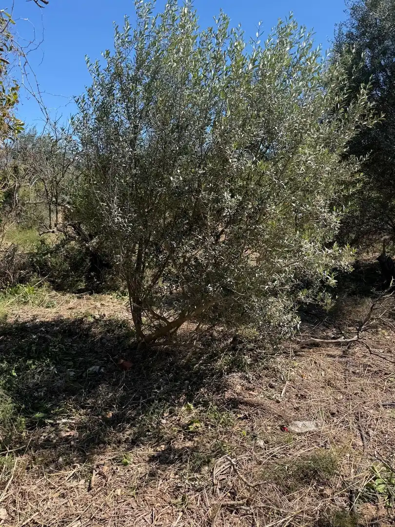 Rural land for sale in Pego, imagen 9
