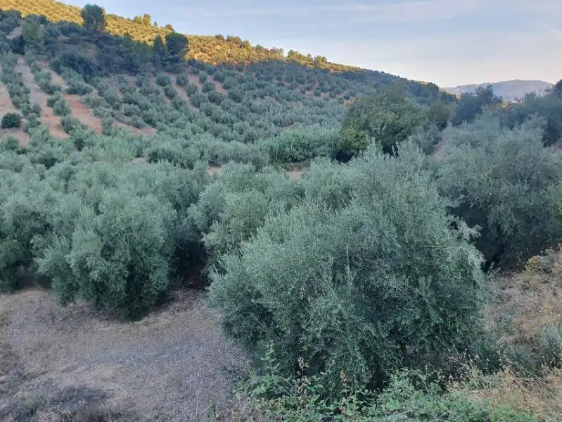 Terreni e lotti in vendita a Puente de Génave, imagen 2
