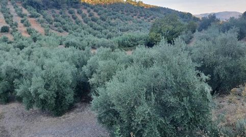OLIVAR DE SECANO EN PEÑOLITE, imagen 2