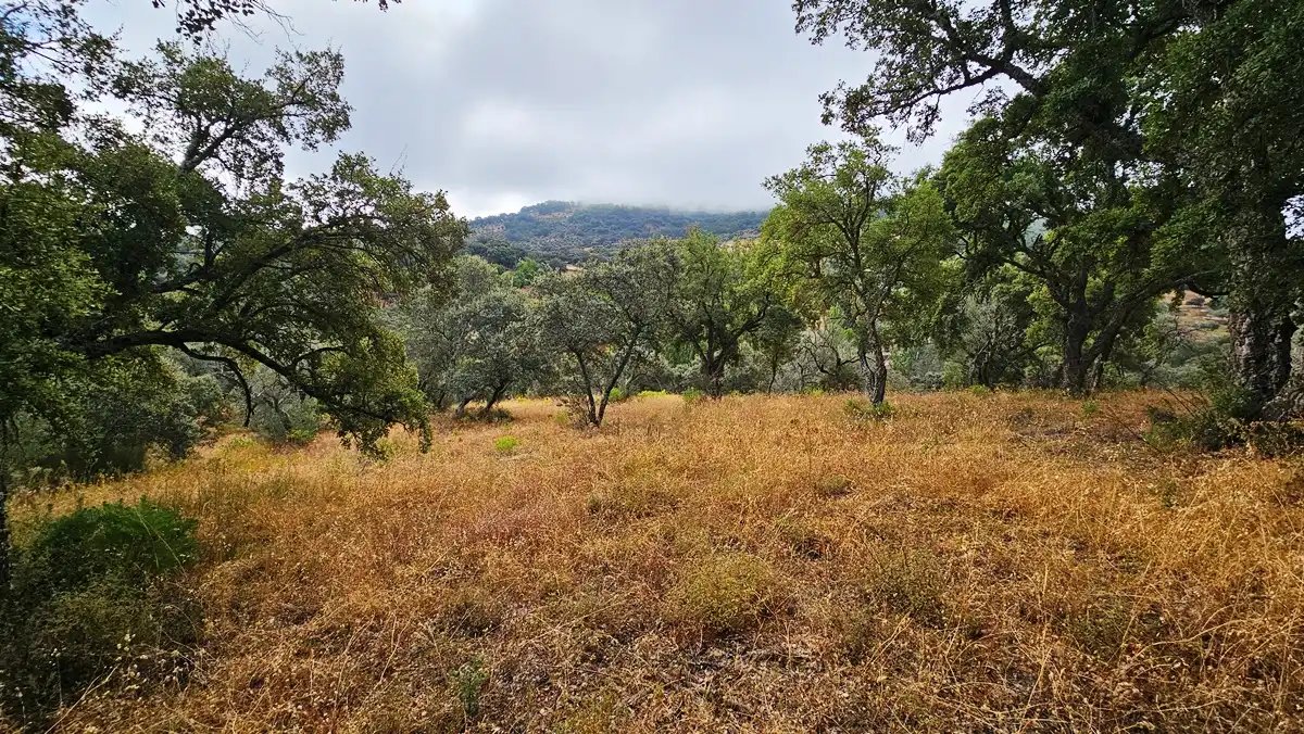 Terreno en venta en Cabeza la Vaca