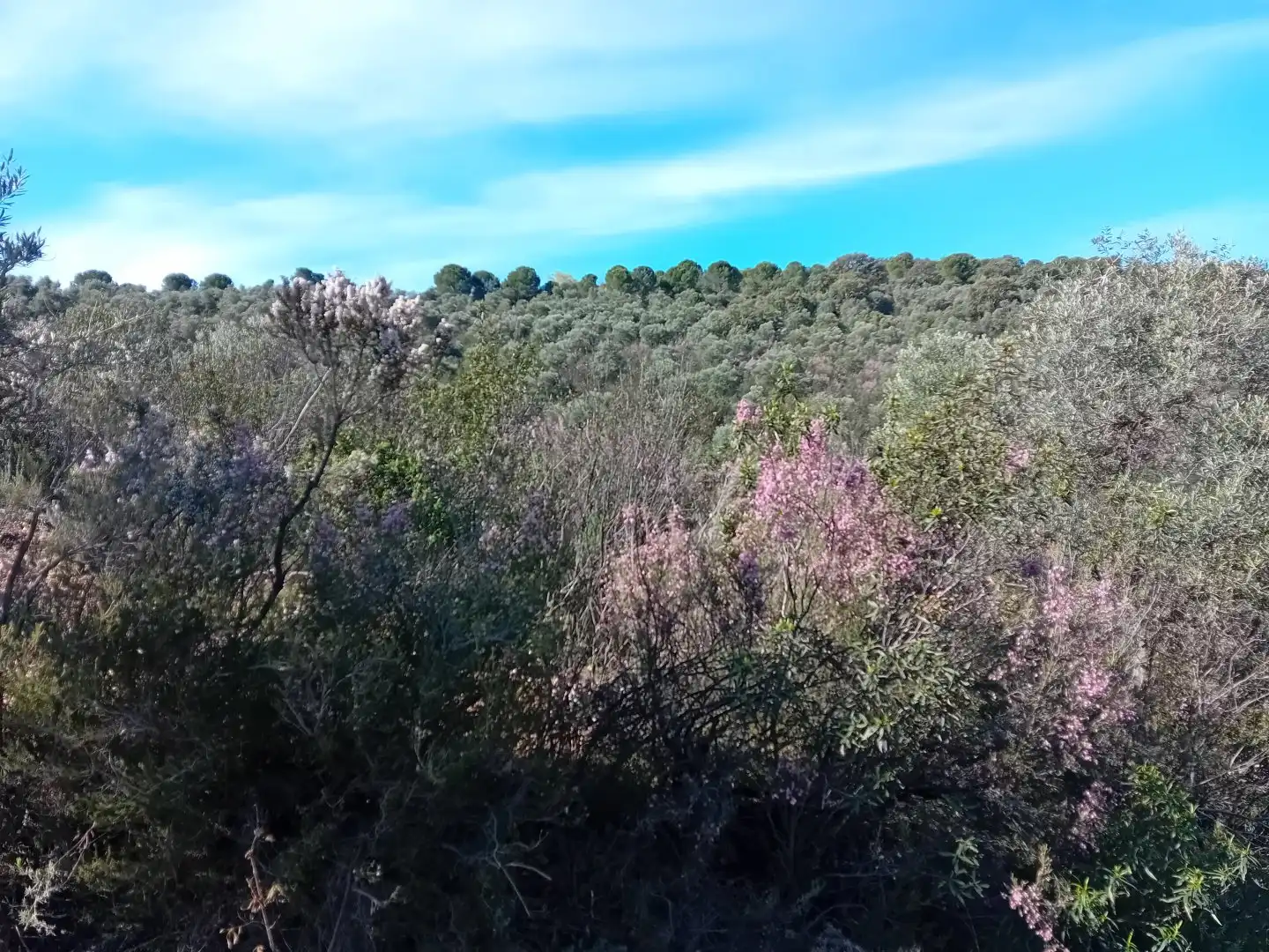 Residential for sale in Puebla de Don Rodrigo