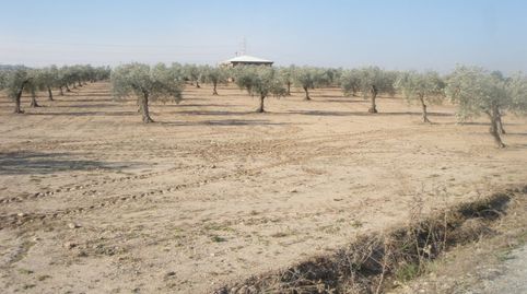 OLIVAR DE ESQUINA, imagen 5