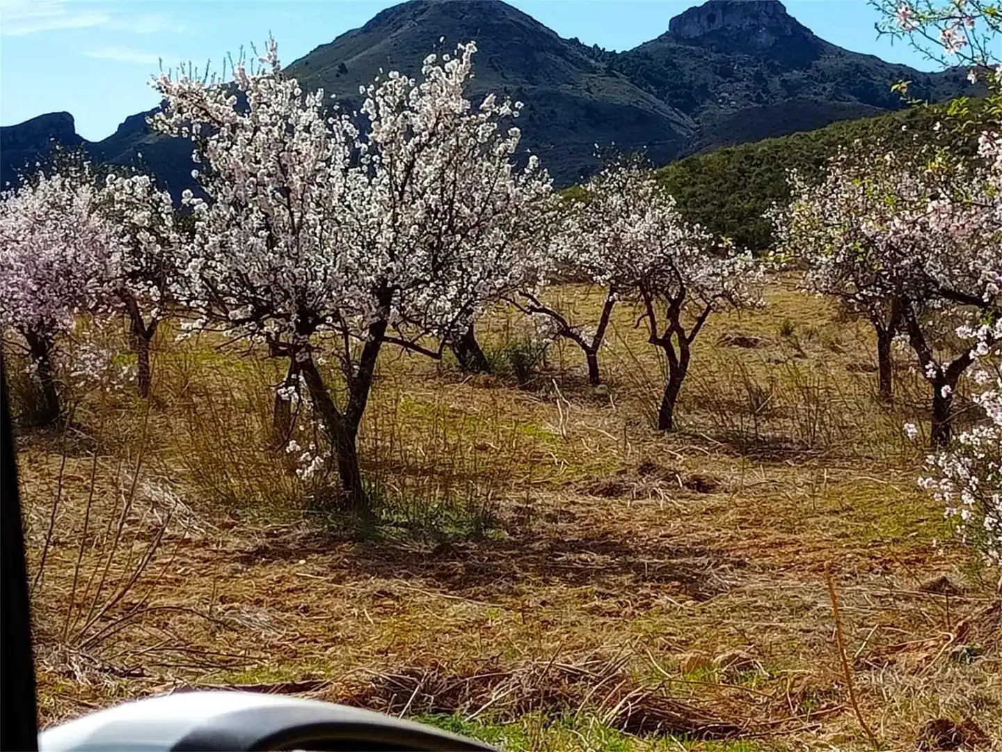 Garden of Land for sale in Lorca