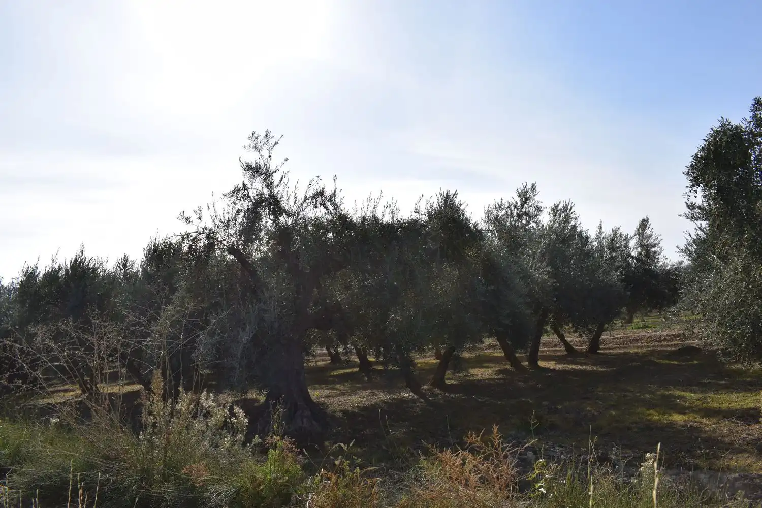 Terreno rustico in vendita a LOS MOLINOS, imagen 10