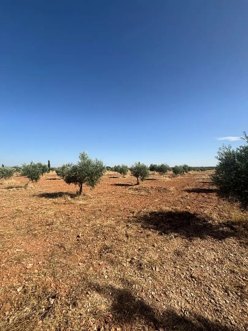 Rural land for sale in Valdepeñas, imagen 22