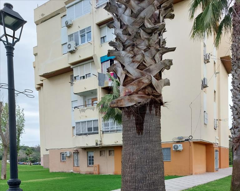 Exterior view of Apartment for sale in San Roque