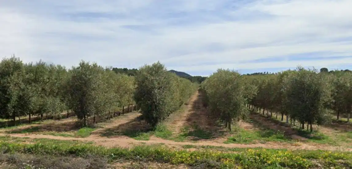 Terreni e lotti in vendita a Tobarra