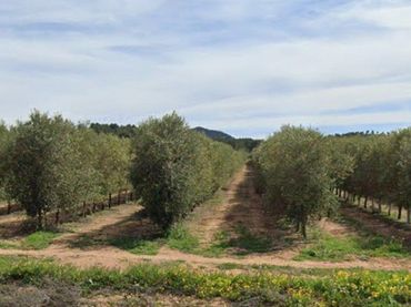 Terreni e lotti in vendita a Tobarra