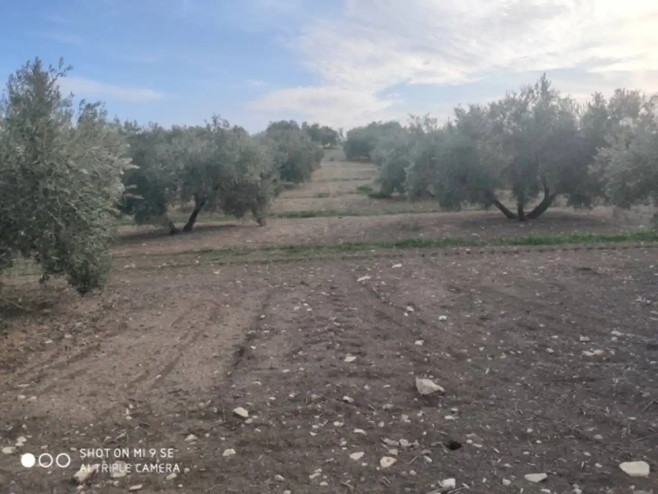 Terrain rustique à vendre à Calle TERMINO DE BAENA, imagen 4