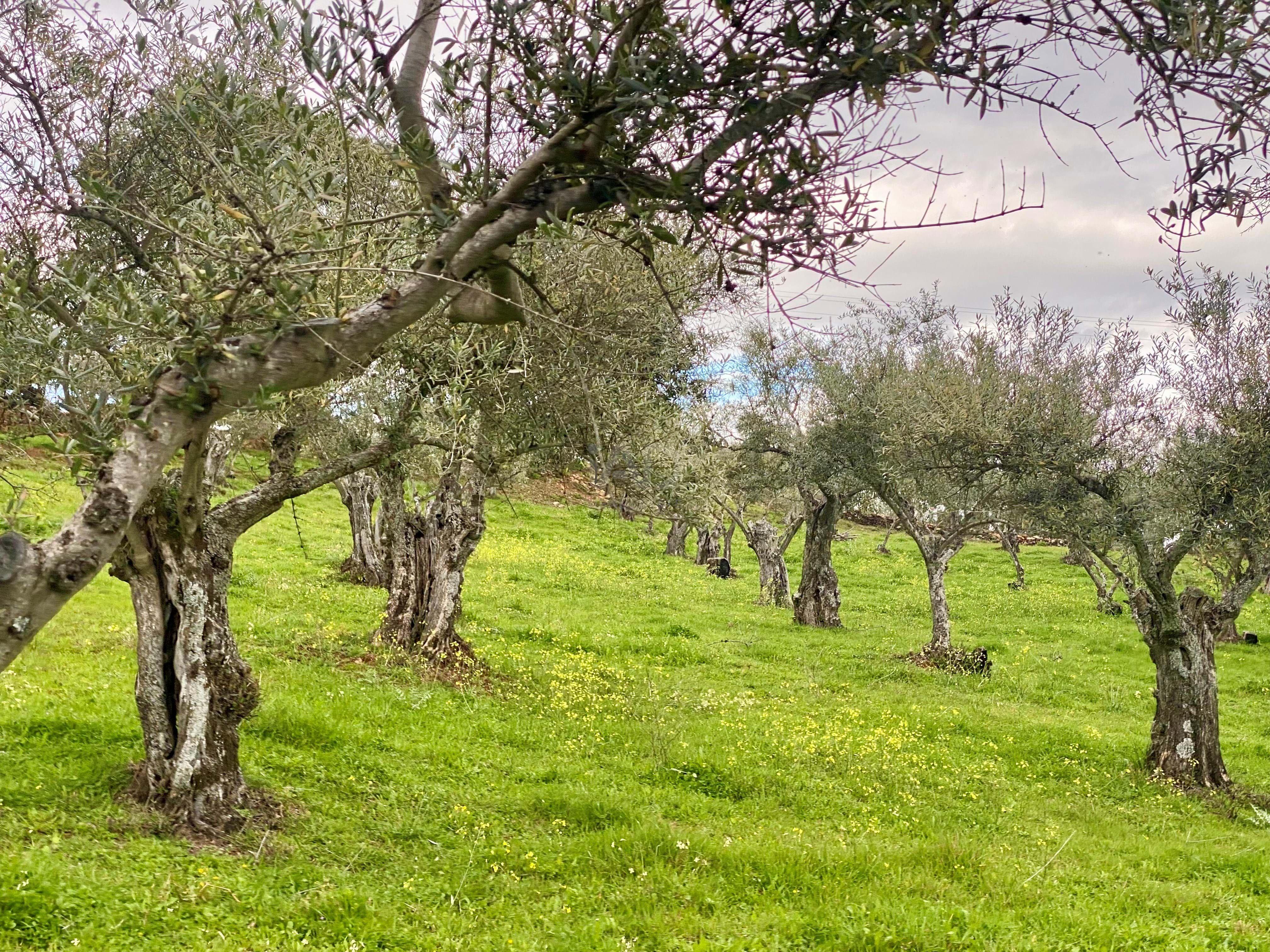 Residential for sale in Perales del Puerto