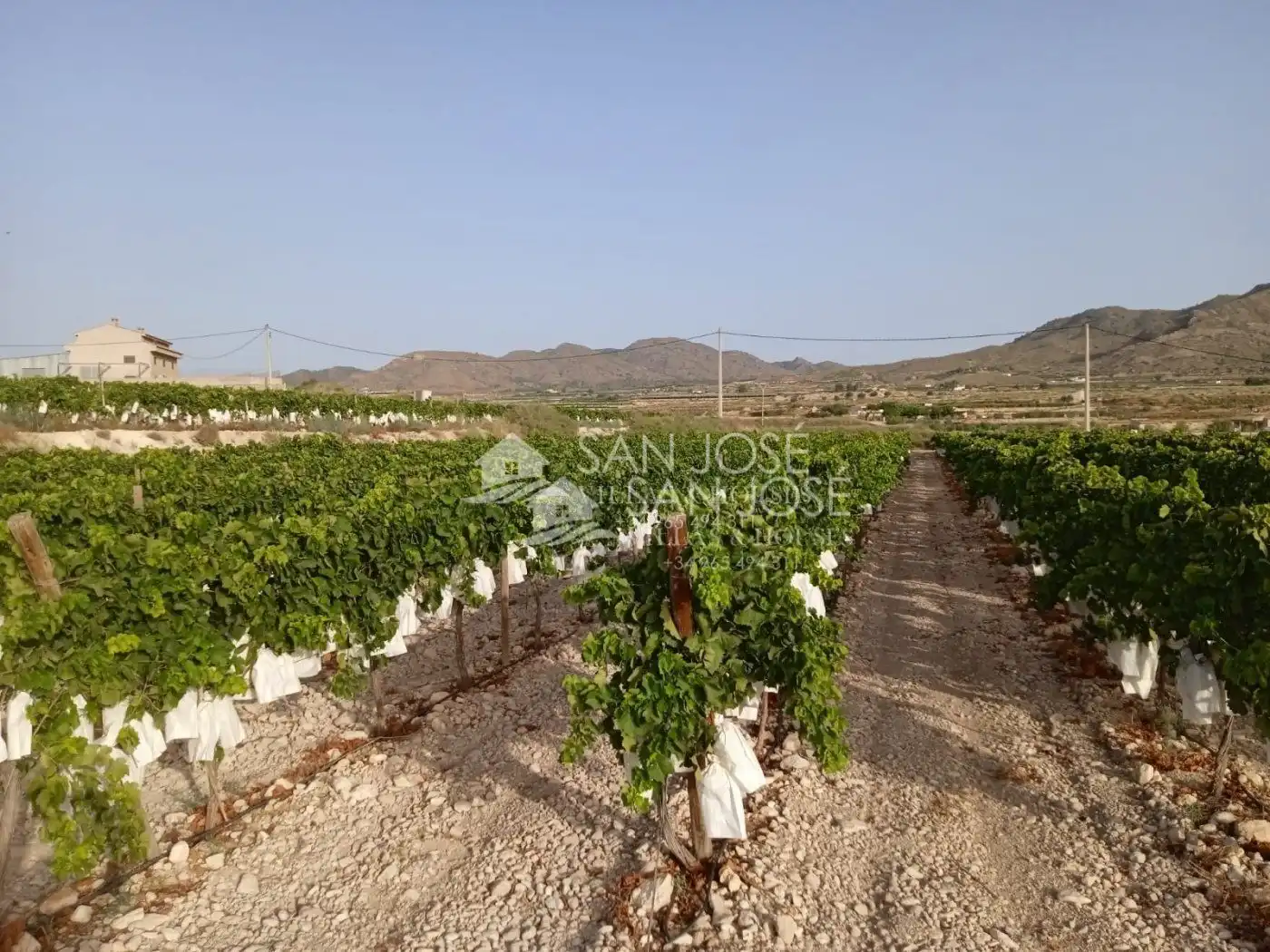 Rural land for sale in Novelda, imagen 4