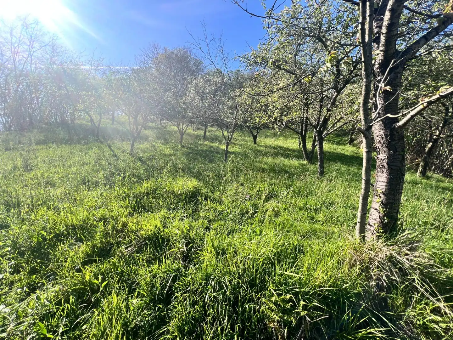 Grundstücke zum Verkauf in Langreo