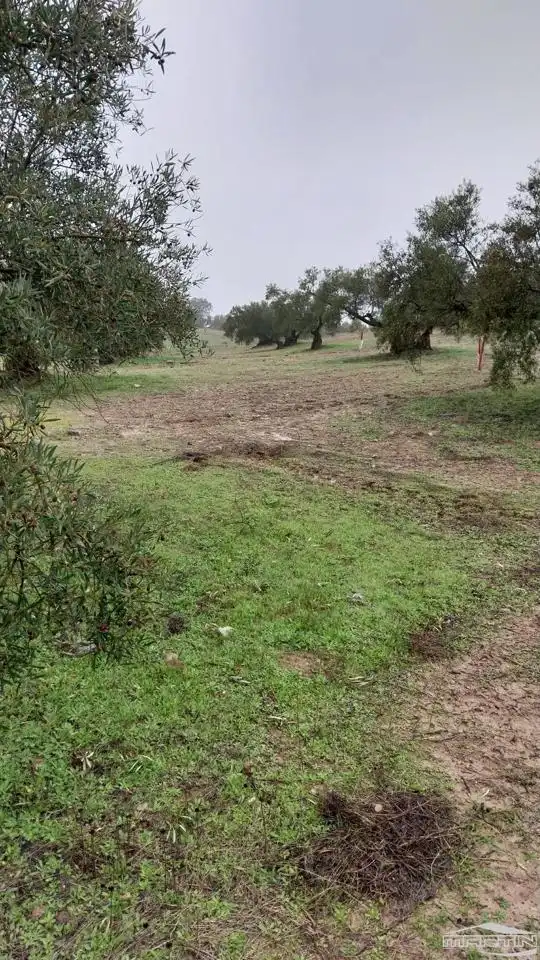 Land for sale in Monturque