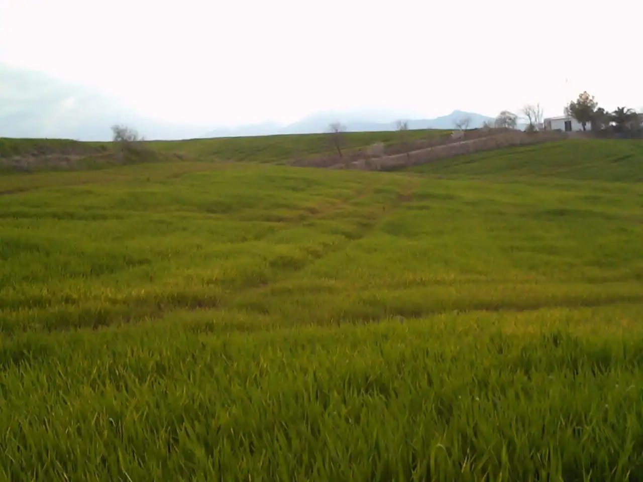Land for sale in Ronda
