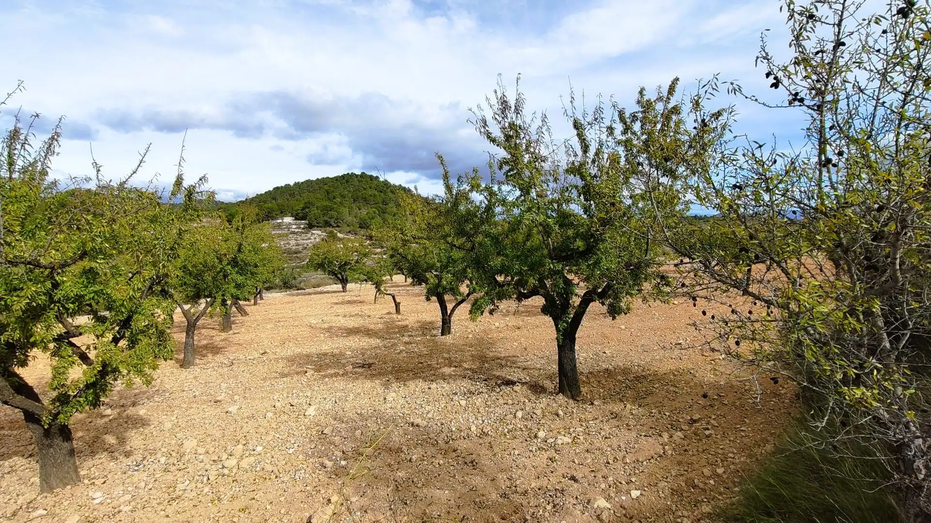 Rustikales Grundstück zum Verkauf in Monóvar  / Monòver, imagen 9