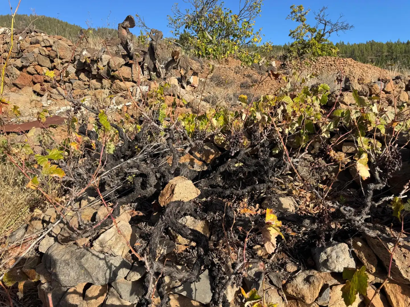 Jardín de Finca rústica en venta en Granadilla de Abona