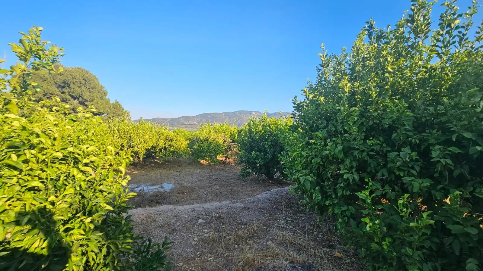 Finca rústica en venta en Librilla