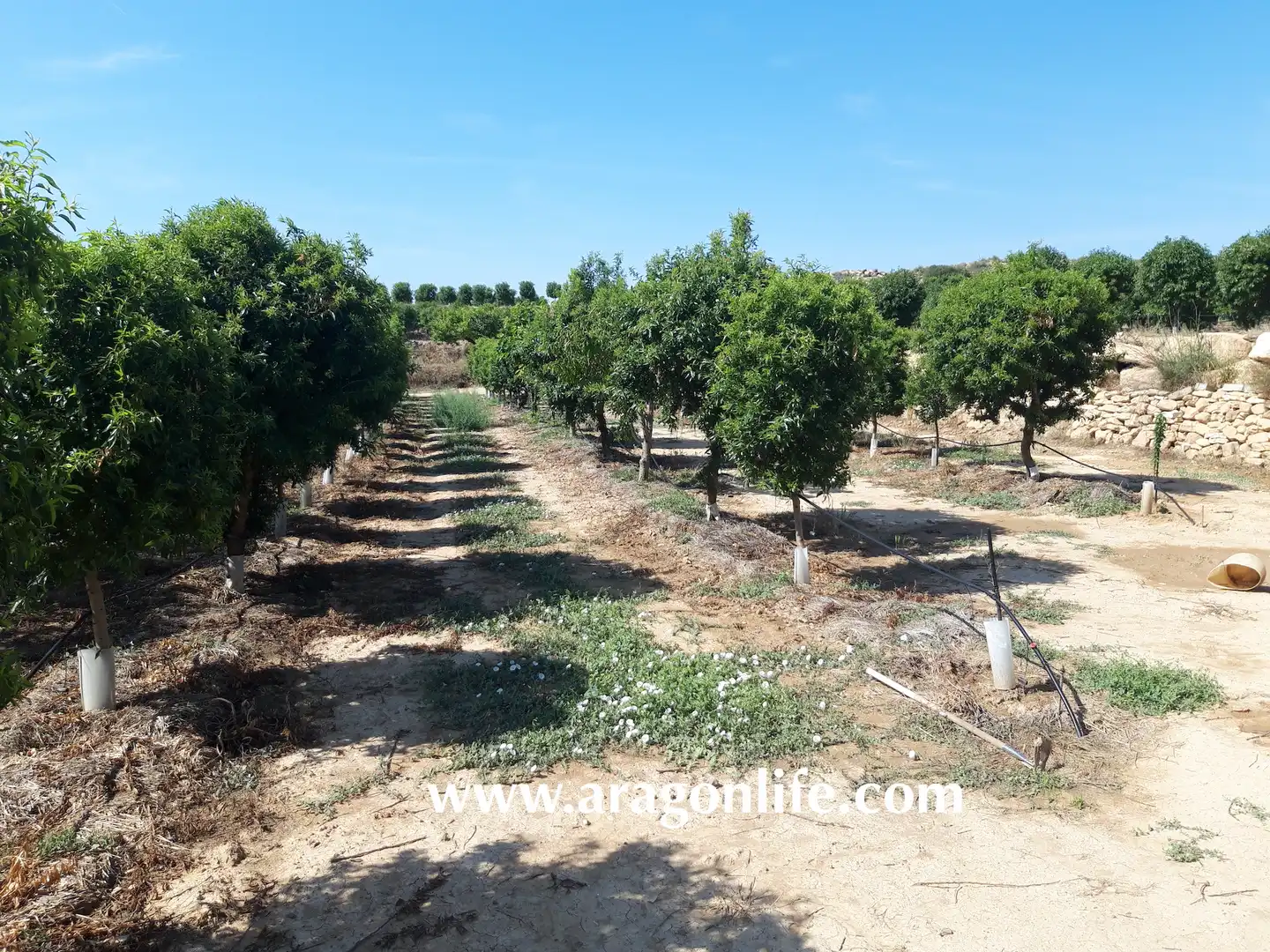 Finca rústica en venta en Caspe con Amueblado