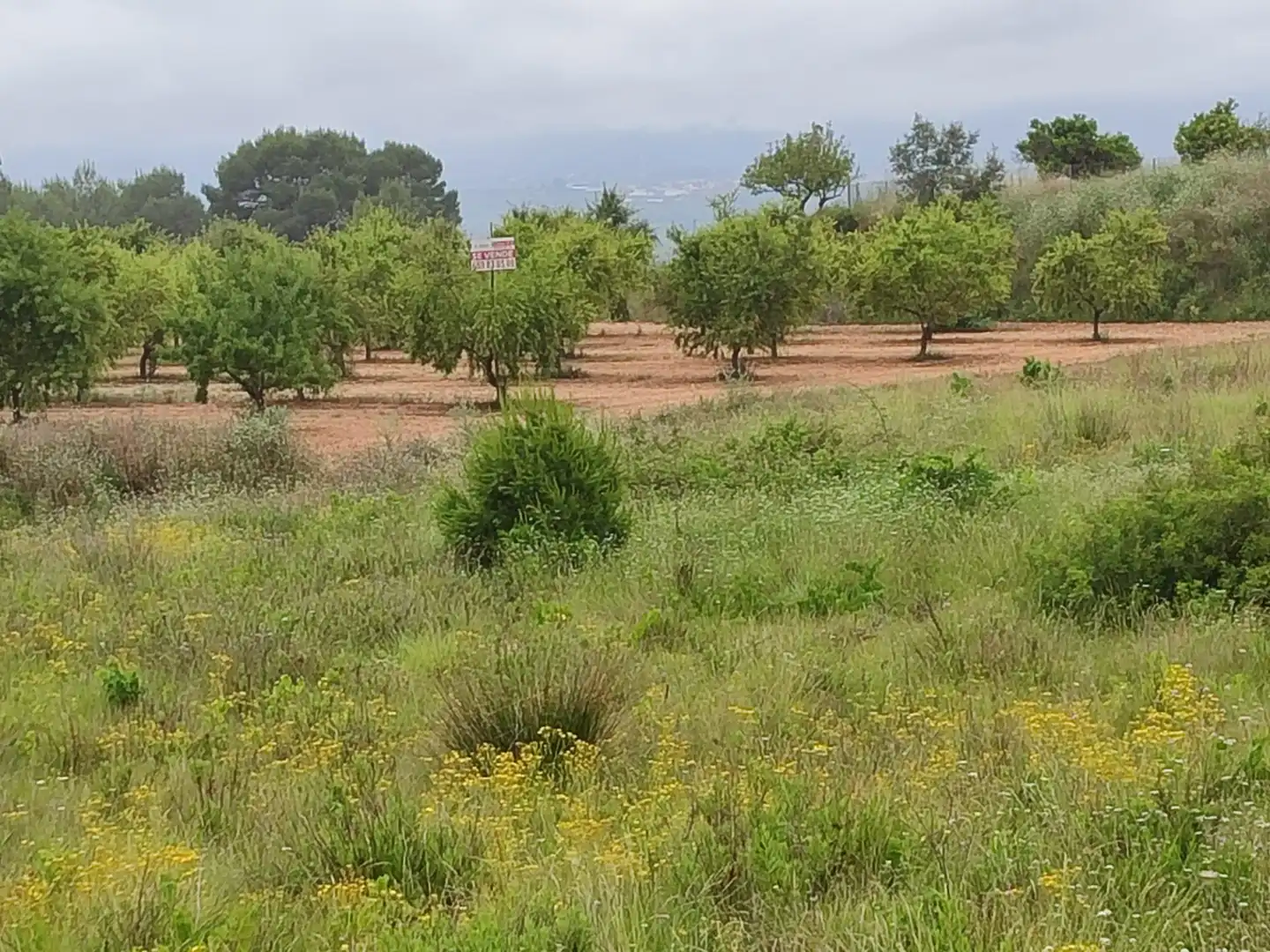 Rural land for sale in Benigànim, imagen 6
