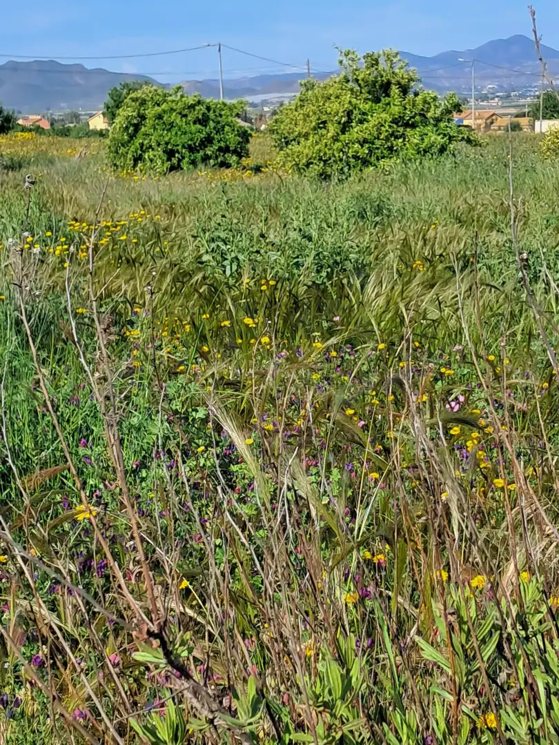 Rustikales Grundstück zum Verkauf in Pedanías Sur, imagen 2