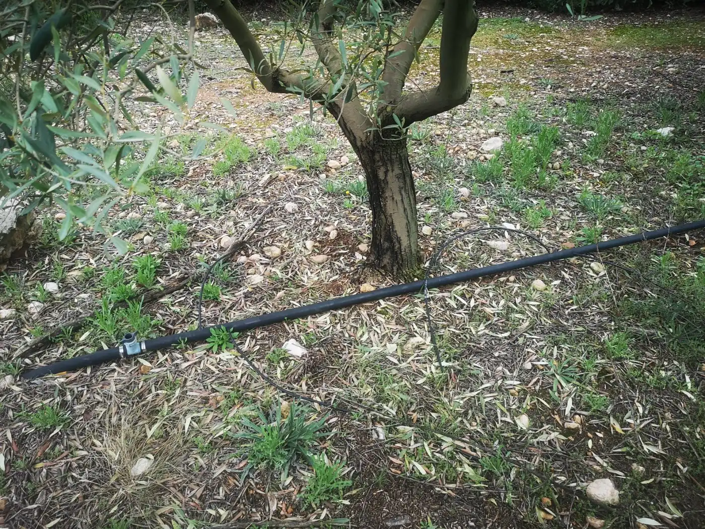 Terreno rustico in vendita a Ulldecona, imagen 9