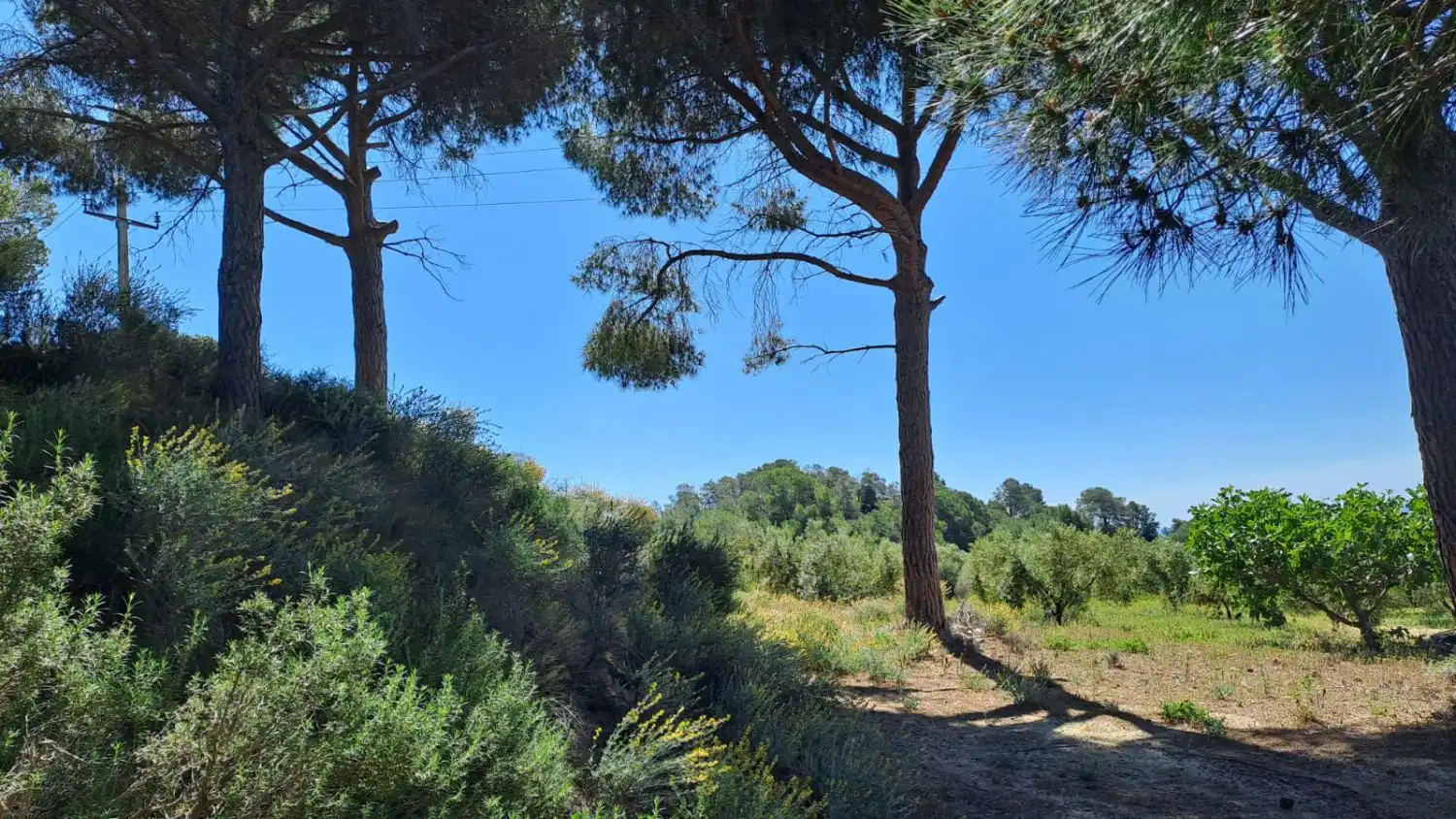 Finca rústica en venda en Riudecanyes