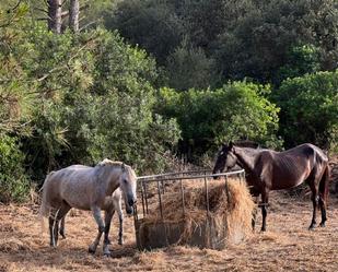 Vista exterior de Finca rústica en venda en Navalmoral de la Mata amb Piscina