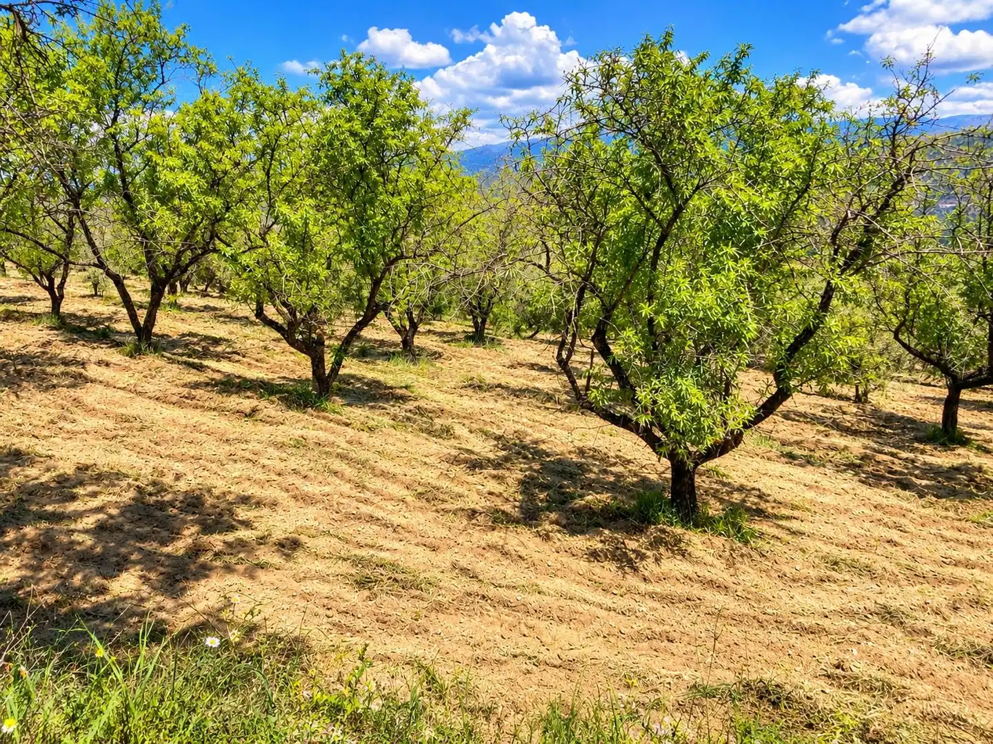 Maison rustique avec jardin à vendre à Carretera Fuente del Lobo Poligono, imagen 19