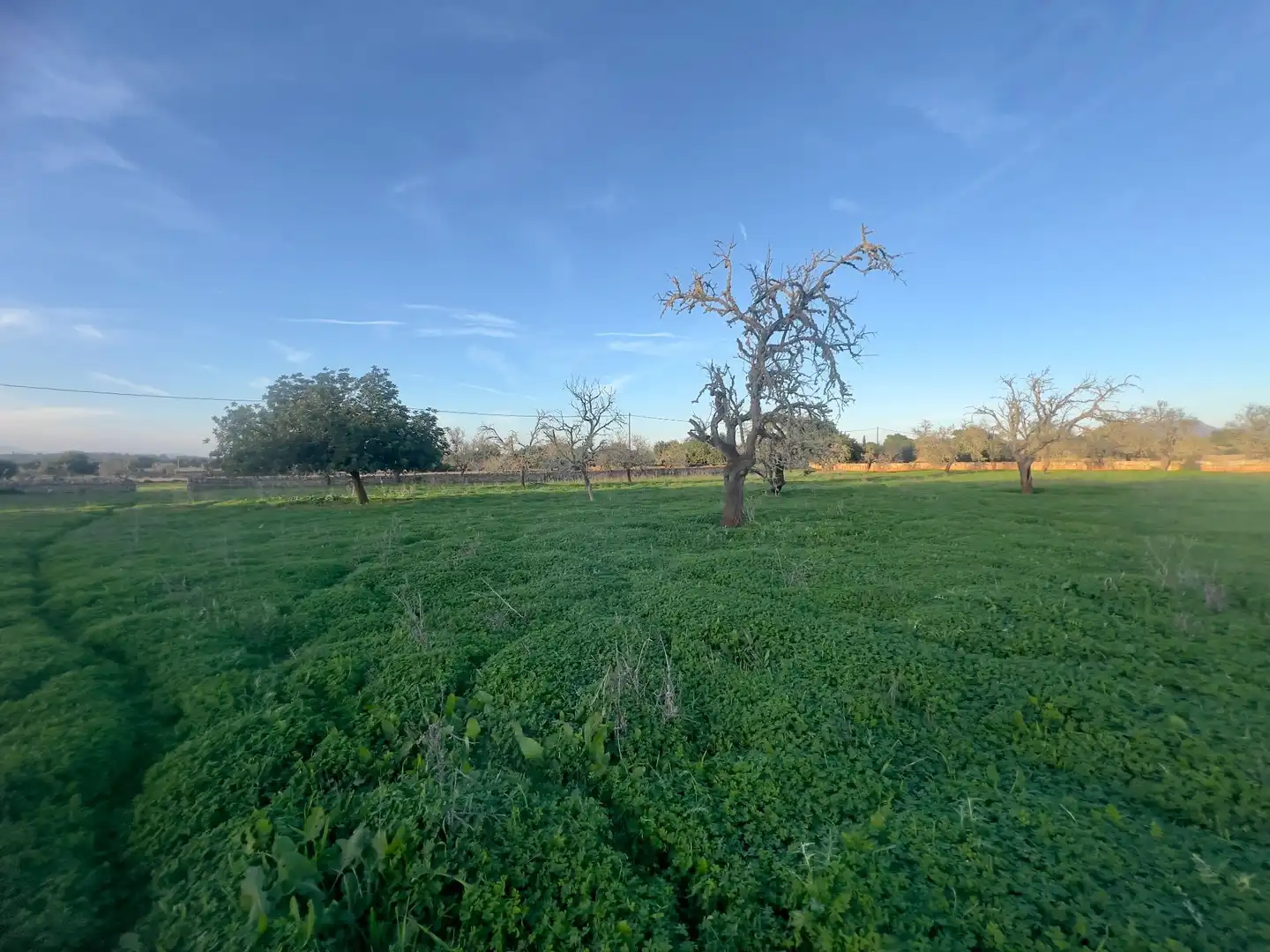 Rural land for sale in Cas Concos - Santanyí, imagen 23