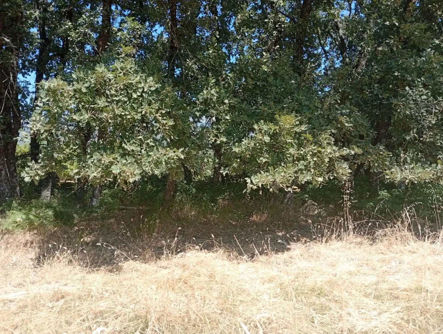 Terreni e lotti in vendita a Villanueva de la Vera, imagen 41