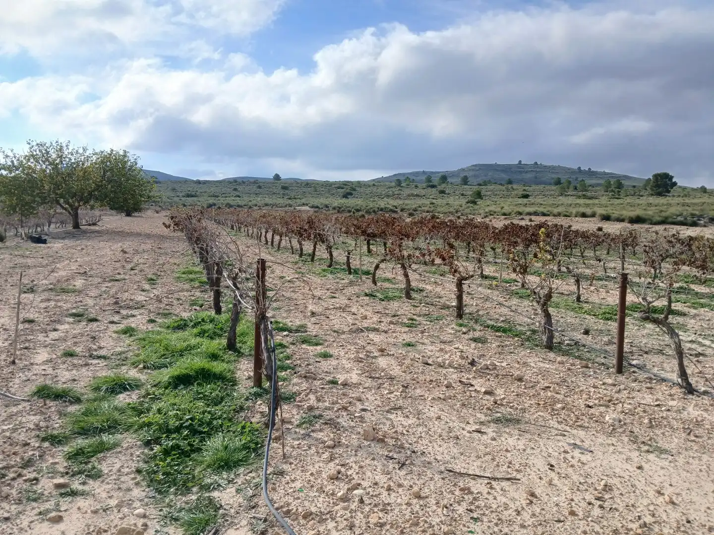 Residential land for sale in Yecla, imagen 29