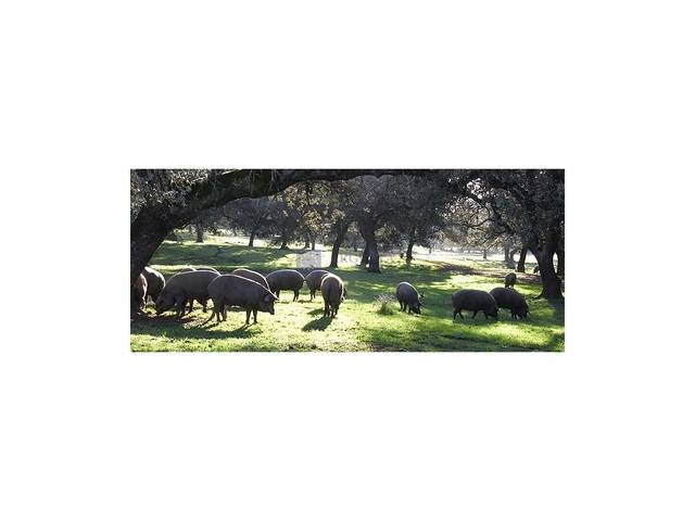 Casa-chalet en Venta en Ceclavín